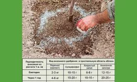 Подкормка Яблоня Голден Делишес17