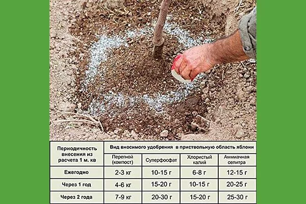 Подкормка Яблоня Голден Делишес17