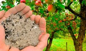 Подкормка яблоня Триумф10