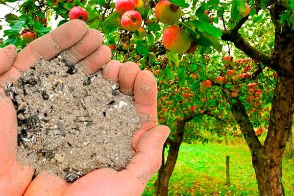 Подкормка яблоня Триумф10