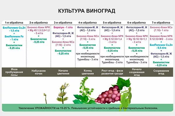 подкормки и обработка винограда Мальвазия21
