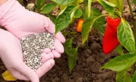Подкормки перец Испанский бык7