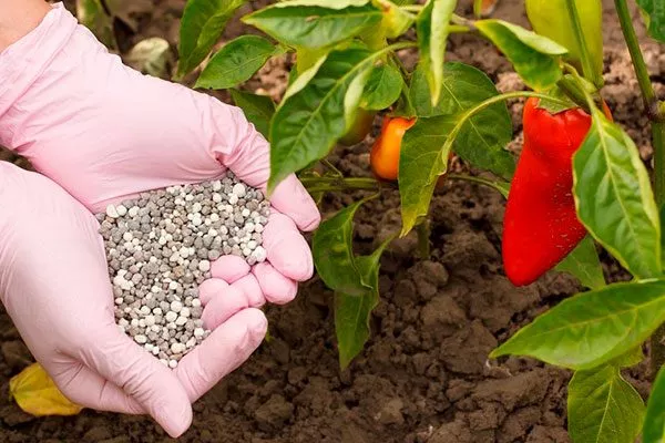 Подкормки перец Испанский бык7