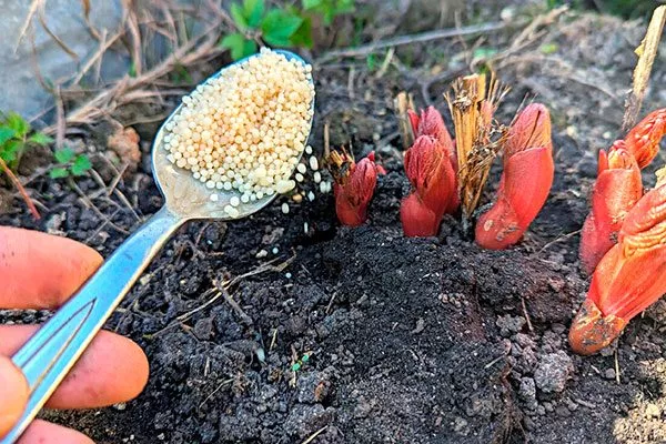 Подкормки пиона Сонома Хало10