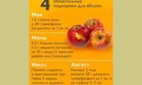 подкормки схема яблони Чёрный принц9