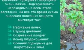 Подкормки смородиныОриана7