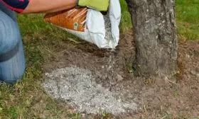 Подкормки сорт яблок Осеннее полосатое15