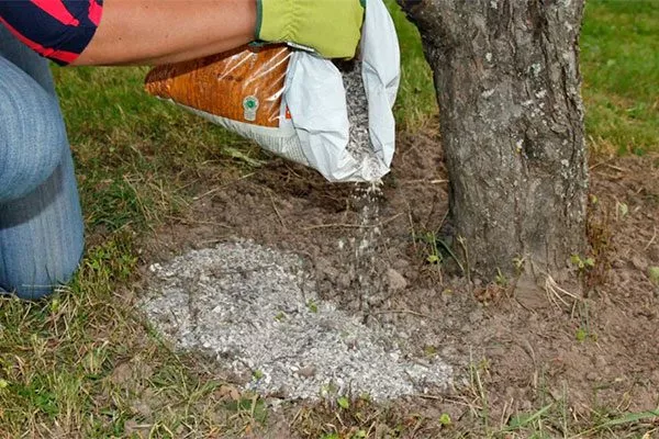 Подкормки сорт яблок Осеннее полосатое15