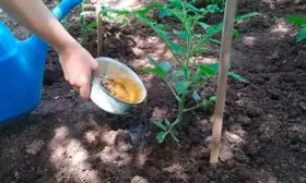 Подкормки Сызранская пипочка12