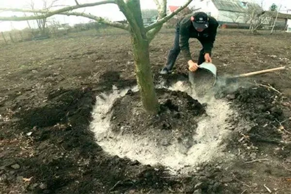 Подкормки яблони Апорт18