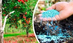 Подкормки яблони Строевское11