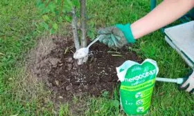 Подкормки яблоня Афродита3