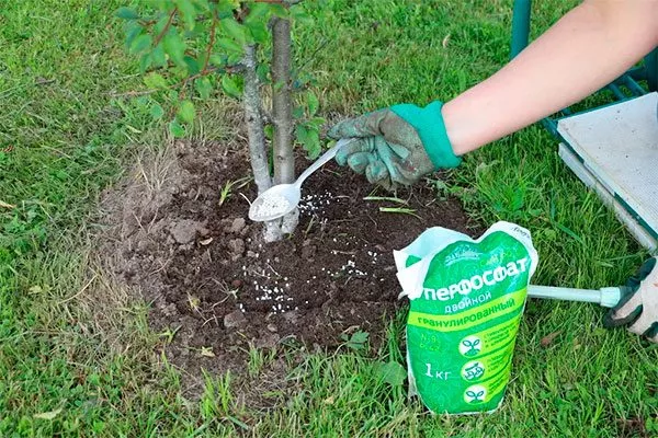 Подкормки яблоня Афродита3