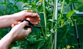 Подвязка, пасынкование и формовка томаты сорта Лабрадор9