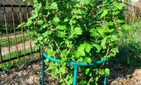 Подвязка смородины Деликате11