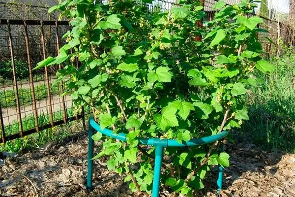 Подвязка смородины Деликате11