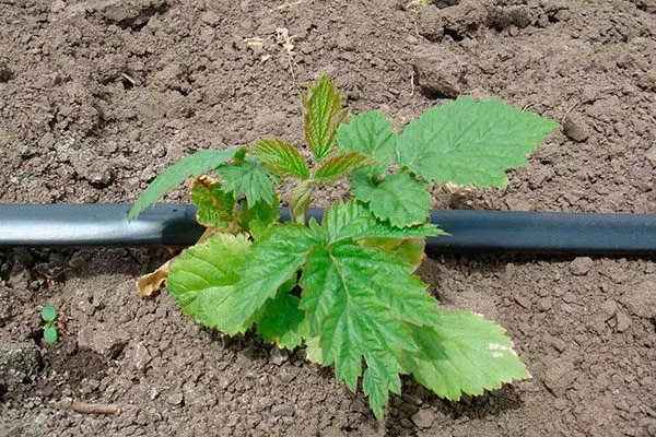 Полив ежевики сорта Вождь Джозеф7