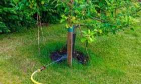 Полив груша Санреми8