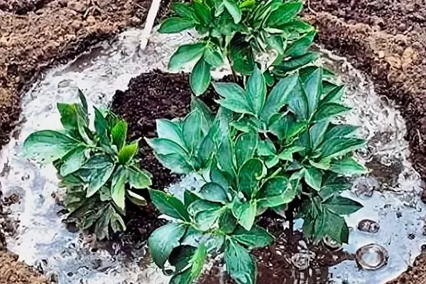 Полив и подкормка пиона Йеллоу Краун14