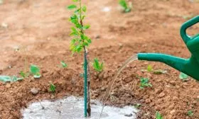 Полив и рыхление яблони Арбат9