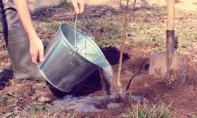 Полив и уход за почвой яблони Чёрный принц11