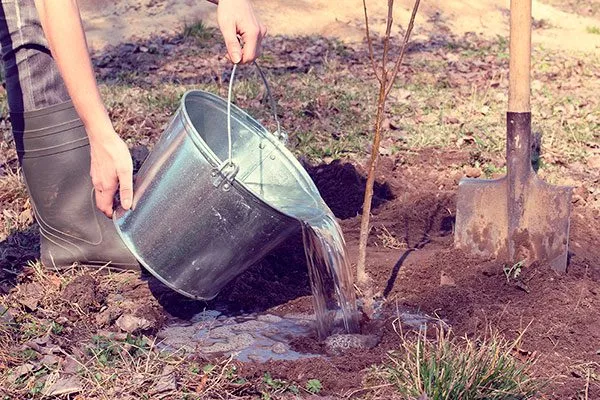Полив и уход за почвой яблони Чёрный принц11