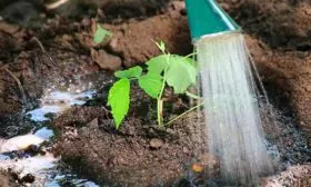 полив малины Кримсон найт9