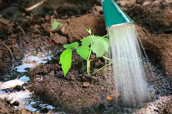 полив малины Кримсон найт9