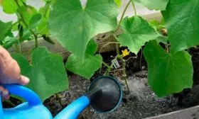 Полив огурцов Диригент8