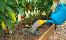 Полив перец Испанский бык8