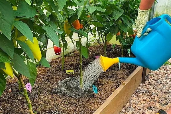 Полив перец Испанский бык8