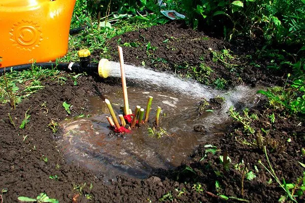 полив пионов Макинак гранд9