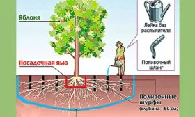 Полив Слива Персиковая Мичурина11