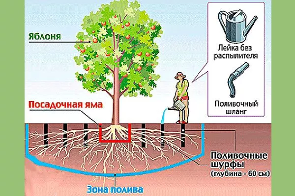Полив Слива Персиковая Мичурина11