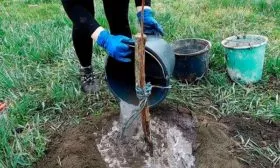 полив сливы Белоснежка6