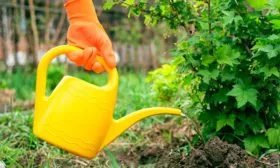 Полив смородины Деликате13