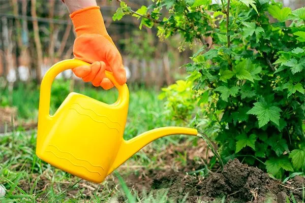 Полив смородины Деликате13