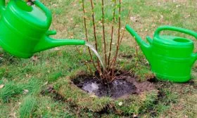 полив смородины Сибирская9