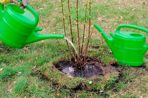 полив смородины Сибирская9