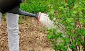 Полив смородиныОриана8