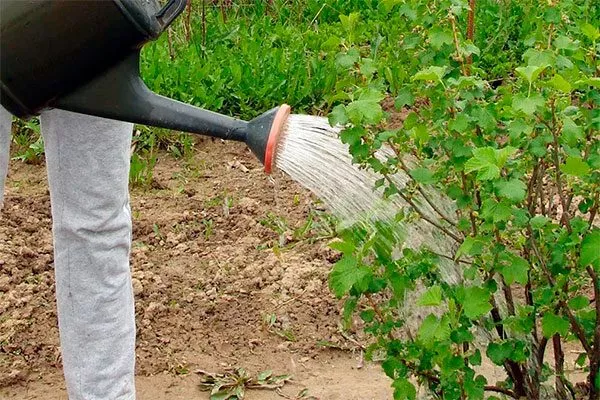 Полив смородиныОриана8