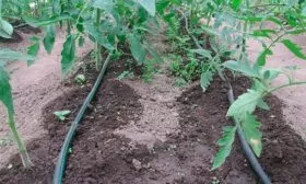 Полив томатов Золотая миля11