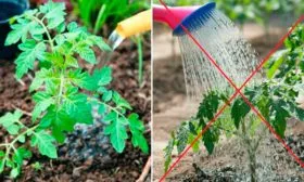 Полив томатов Званый вечер6