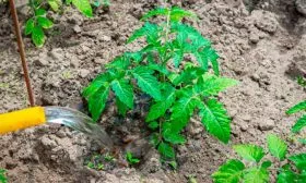 Полив томаты Чудо Света11