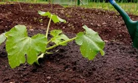 полив тыквы Акорн9