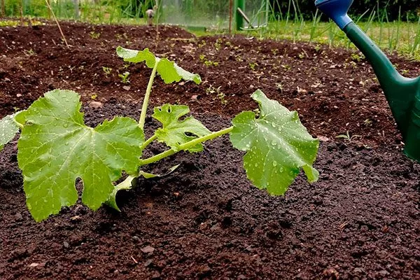 полив тыквы Акорн9