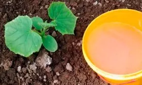 полив тыквы Большой Макс7