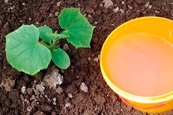 полив тыквы Большой Макс7