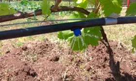 Полив винограда Августин11