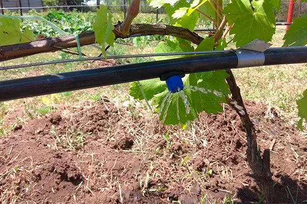 Полив винограда Августин11